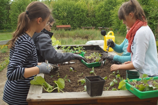 Schlerinnen arbeiten im Schulgarten