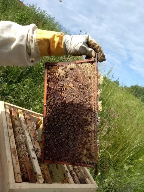 Imker entfernt Waben aus Bienenstock