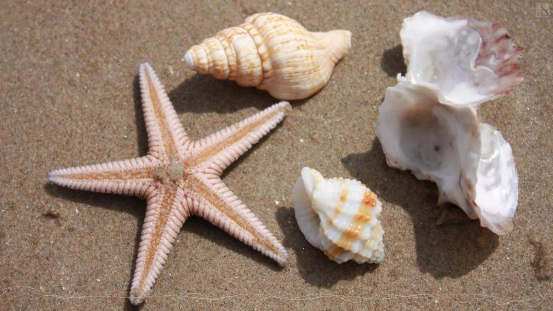 Muscheln im Sand