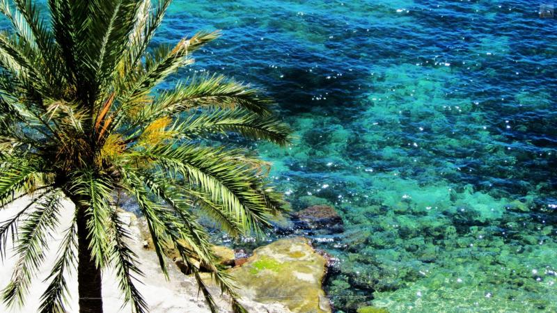 Palme am Strand