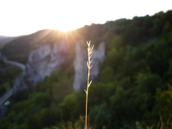 Grashalm auf Donaufelsen