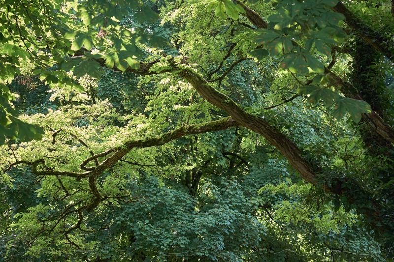 Grner Baum