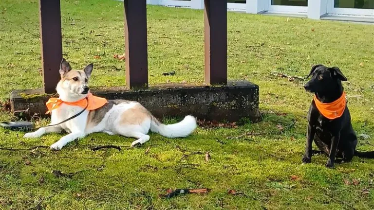 Chica hat Gesellschaft