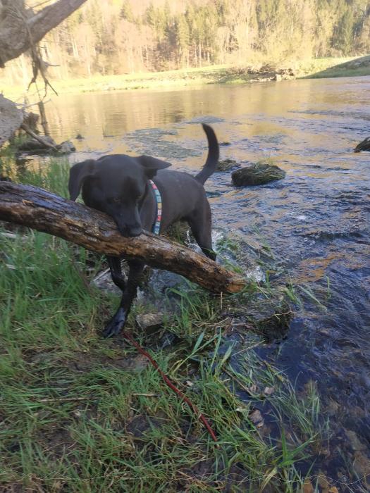 Chica holt einen groen Ast aus der Donau