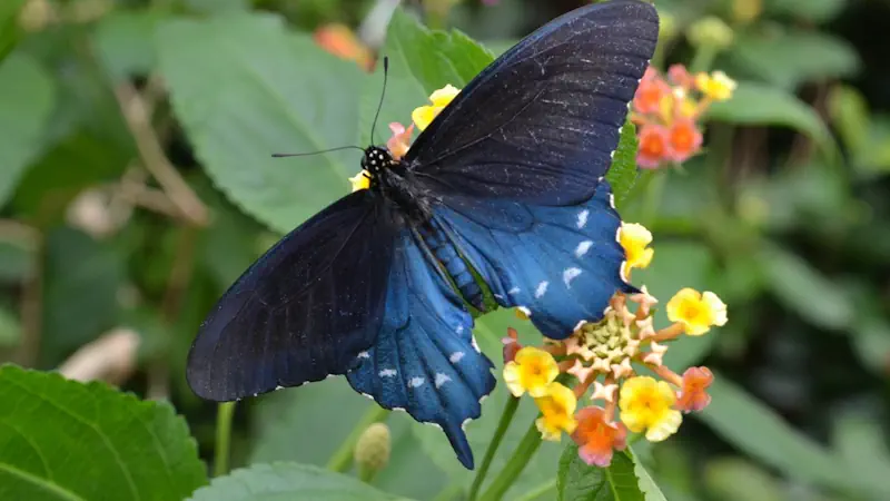 Butterfly - Bildnachweis: Michele Fernandez, Pixabay