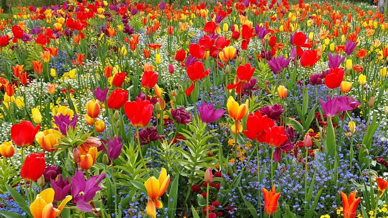 Frhling auf der Mainau